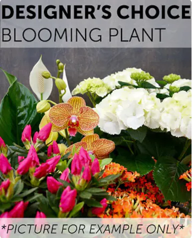 Phillips Flowers Blooming Plant